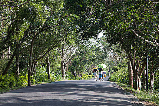 涠洲岛,北海,亚热带,风光,植物,红树林,榕树,道路,走廊,安静