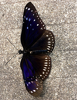 山路边的蓝色蝴蝶