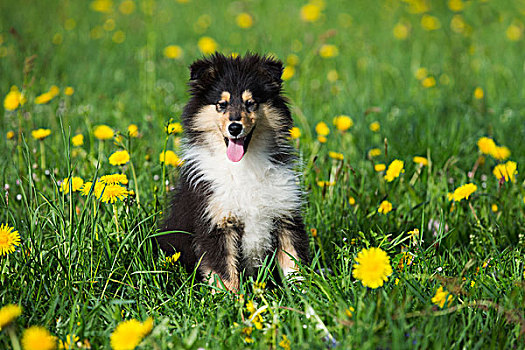 柯利犬,苏格兰,小狗,三色,坐,蒲公英,草地,萨尔茨堡,奥地利,欧洲