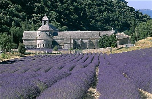 薰衣草,地点,普罗旺斯,法国
