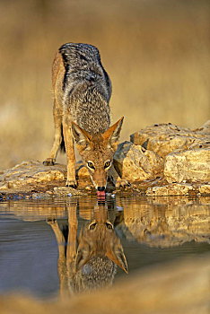黑背狐狼,黑背豺,喝,水坑,卡拉哈迪大羚羊国家公园,南非,非洲