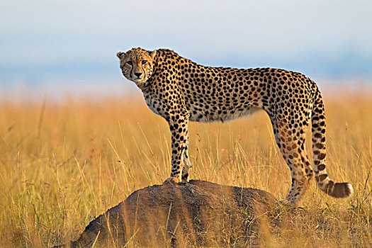 侧视图,猎豹,猎豹猎豹,成人,寻找猎物,从,白蚁土墩,马赛玛拉国家保护区,肯尼亚,非洲