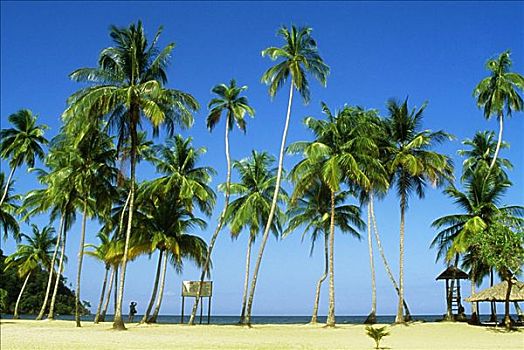 高,棕榈树,风景,特立尼达,加勒比海