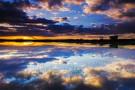 湿地,日出,博斯克德尔阿帕奇,新墨西哥