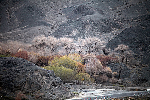 新疆,吐鲁番,树木,秋天,山沟,路边,景色