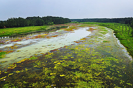长满藻类的河流