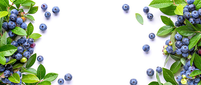 蓝莓,白色背景