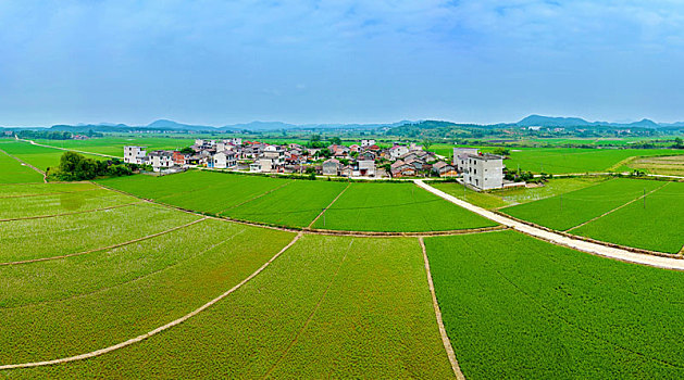 江西金溪,绿满田畴