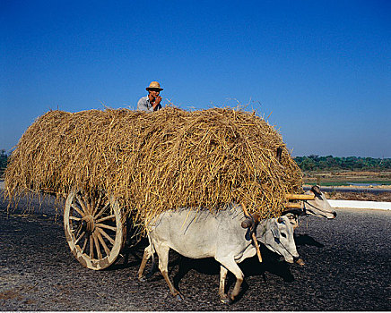牛,手推车,拉拽,干草,缅甸