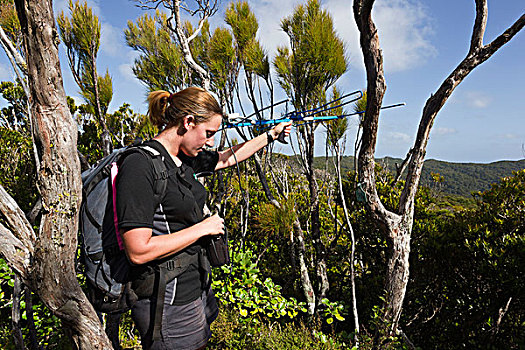 研究人员,追踪,鸟,无线电,鳕鱼,岛屿,新西兰