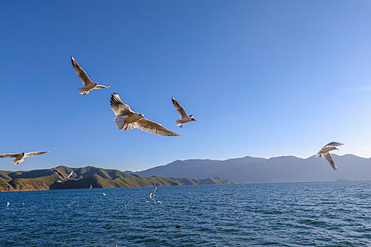 展翅飞行的海鸥
