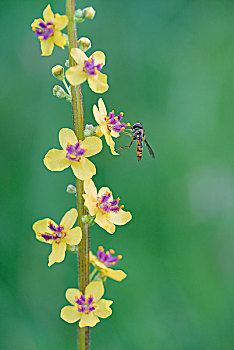 暗色,毛蕊花属,食蚜蝇科,花,北莱茵威斯特伐利亚,德国,欧洲