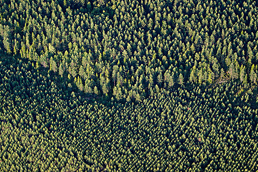 航拍,树林,瑞典