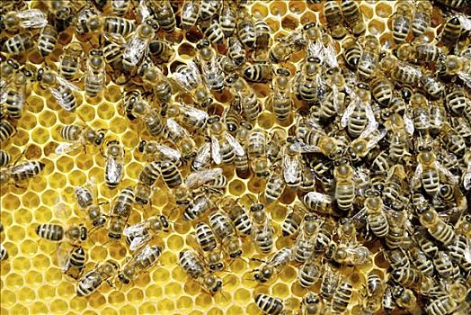 蜜蜂,新鲜,蜂蜜,花