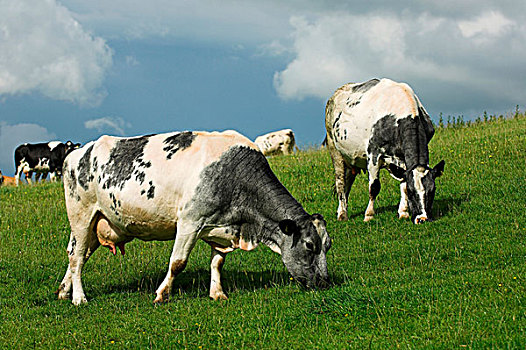家牛,比利时,蓝色,杂交,牛肉,牛,放牧,草场,坎布里亚,英格兰,欧洲