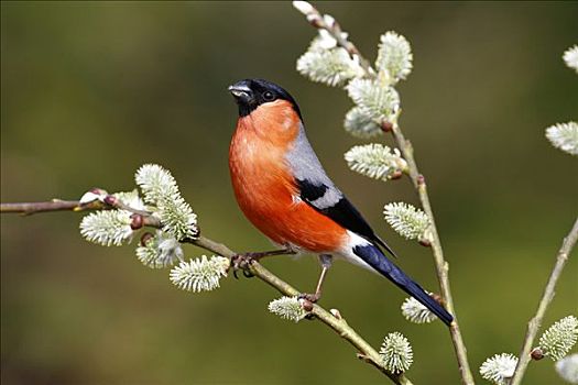 红腹灰雀,雄性,栖息,褐色,枝条,春天