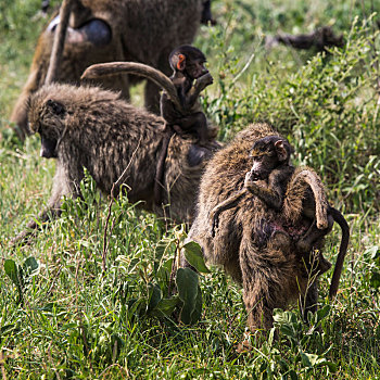 狒狒,走,大草原,幼仔,背影,塔兰吉雷国家公园,野生动植物保护区,坦桑尼亚,非洲