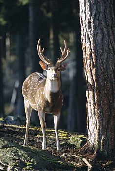 鹿,动物园,瑞典
