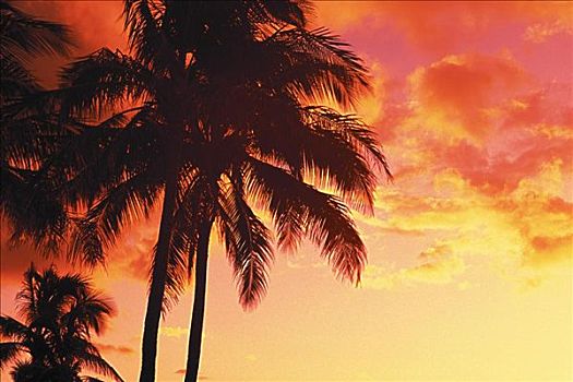 夏威夷,热带,日落,棕榈树,温暖,黄色,橙色天空