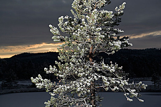 松树,正面,冬季风景,瑞典