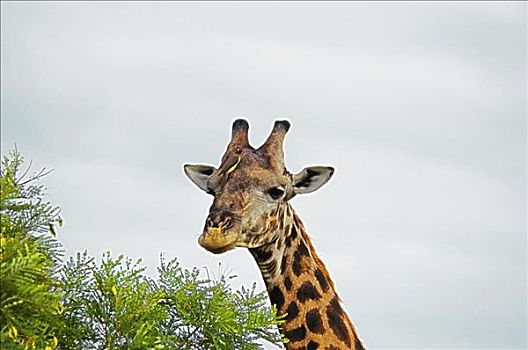 长颈鹿,树林,克鲁格国家公园,普玛兰加省,南非