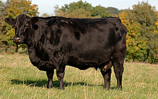 家牛,阿伯丁,母牛,站立,草场,坎布里亚,英格兰,欧洲