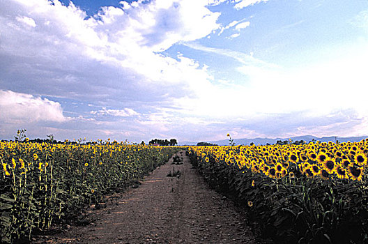 美国,科罗拉多,向日葵