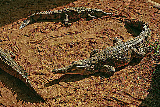 鳄鱼,沙子,澳大利亚