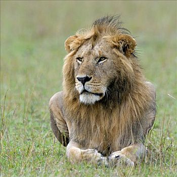 狮子,肯尼亚,东非