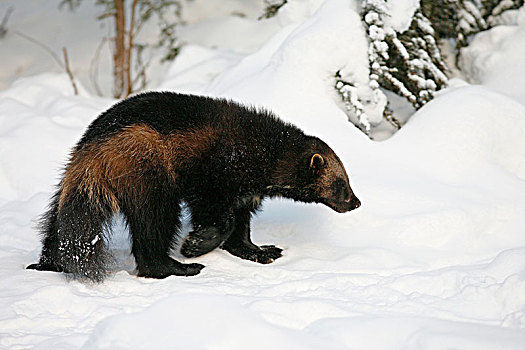狼獾,雪中