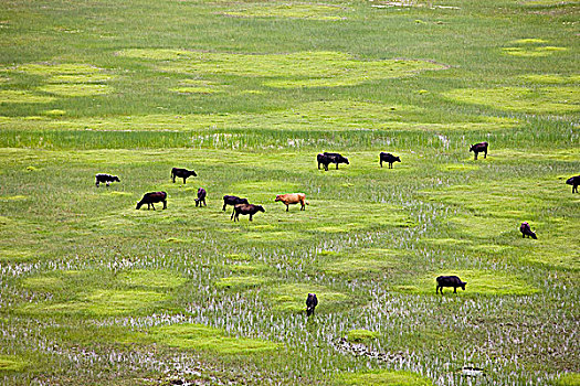 放牧,牛,香格里拉,中国