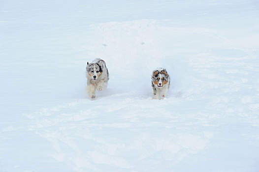 两个,澳洲牧羊犬,狗,跑,雪地
