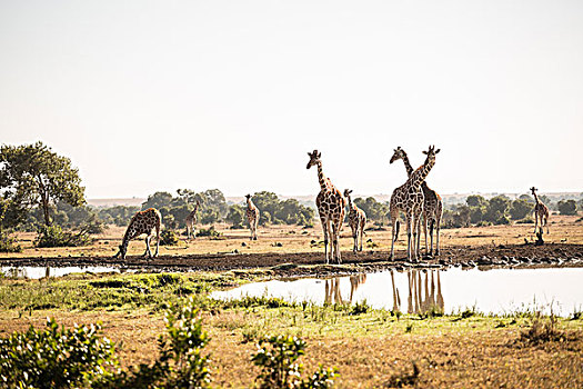 长颈鹿,水潭,野生动植物保护区,肯尼亚
