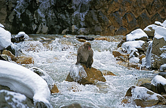 日本猕猴,雪猴,成年,河,北海道,日本