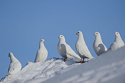 白鸽,雪中,巴伐利亚,德国,欧洲