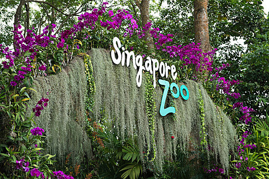 彩色,入口,新加坡动物园