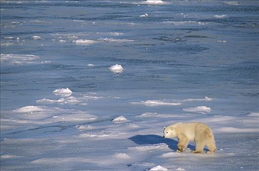 北极熊,孤单,一岁,岸边,脆弱,邱吉尔角,曼尼托巴,加拿大
