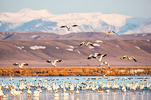 雪雁,起飞,水塘,湖,靠近,蒙大拿,美国