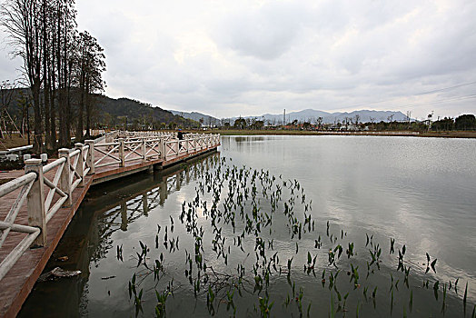 草地,道路,花木,绿色