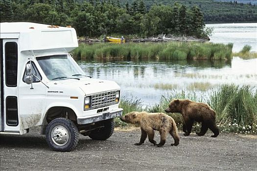 棕熊,雌性,卡特麦国家公园,阿拉斯加