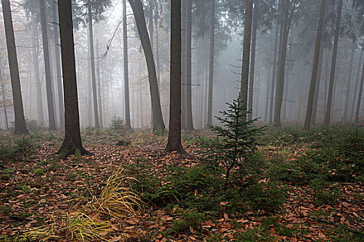 树,树林,雾,秋日树林,巴登符腾堡,德国,欧洲