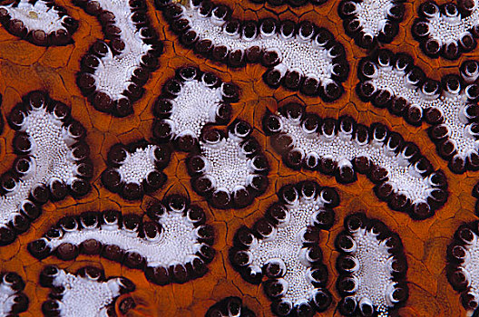 海鞘类,特写,印度尼西亚