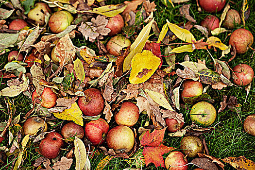 种类,彩色,秋天,苹果,地面