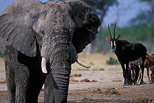非洲,博茨瓦纳,乔贝国家公园,站立,靠近,水潭,拥挤,大象,牧群