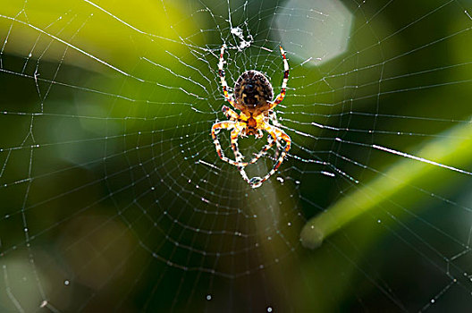蜘蛛,十字园蛛,水滴,草地,不列颠哥伦比亚省,加拿大