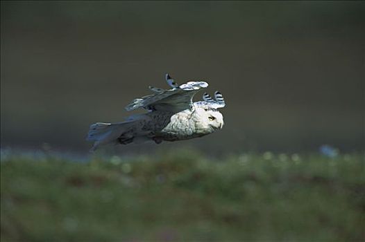 雪鹄,雪鸮,飞跃,苔原,西伯利亚