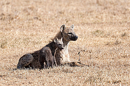 斑鬣狗,幼兽,干草,肯尼亚,非洲