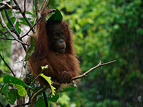猩猩,黑猩猩,遮蔽,雨,婆罗洲,马来西亚