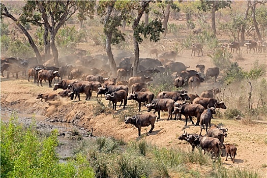 非洲水牛,牧群