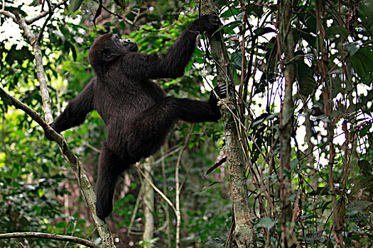 西部低地大猩猩,大猩猩,五个,孤儿,攀登,树,局部,高原,国家公园,加蓬